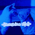•[Sunshine Life]•