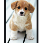 puppy_lover3105's dog group