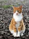 Ollie Cat Empire
