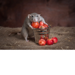 Kingdom of Rats