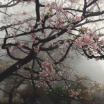 精神 | fiore family