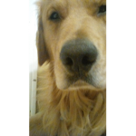 Dog Charlie Group