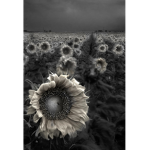 | ｓｕｎｆｌｏｗｅｒ s |