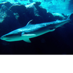 shark bite the best yet