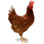The Chichens