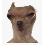 #DOG MEMES