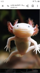 Axolotls r op group