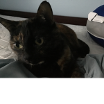 -BEAR-IS-BEST-CAT-