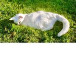 Dead cat clan