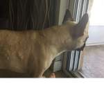 Alannaplayz dog group