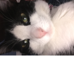 oreo cookies my cat