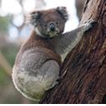 Koala Bear Fan Club