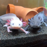 The Axolotl Kingdom!