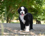 Team puppies/dogs