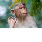 monke fans!!!!!!!!!!!