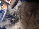 Cat vibessssss