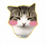 kitten group community