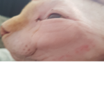 Jeb__
