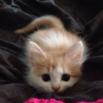 Minoki