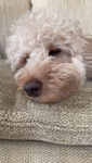 My friend fluffy