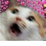 _Blossomz_