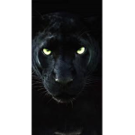 ThePantherSquadToNorth