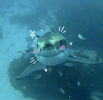 Sharkies, Group Thumbnail