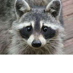 Raccoons forest