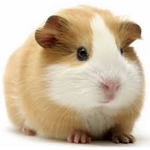 GuineaPigz
