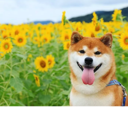 Doge Training Camp! (ADMIN GAMEPASS)