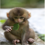 The silly monkey club
