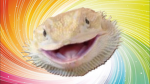 The Bearded Dragon Lovers