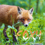 Foxy Fox