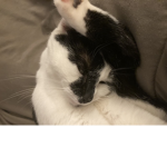 Cat_caretakers