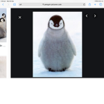Team penguin for life. Stop climate change