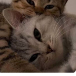 ForDonation:3
