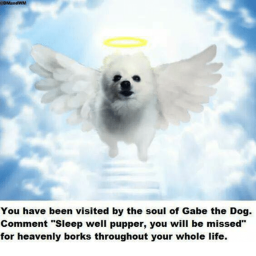 Church of Gabe The Dog