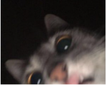 Coole Cats gang