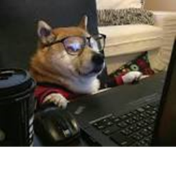 raise a doge