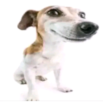 el sotano de mishi