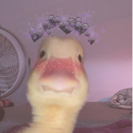 Ducklingz Kingdom