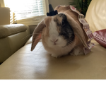 MochadaBunni