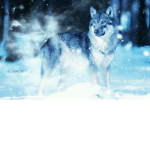 🐺WolfClan- Ones Who Live by Wolf🐺