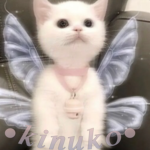 • k i n u k o •