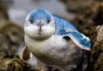 Penguins come together