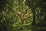 WeirdForest