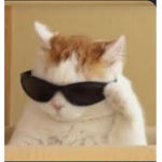 The coolest kittens ever in the world