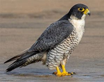 bready birds