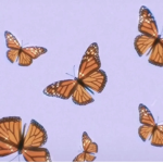 Daisies Army