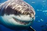 Sharkbro's group